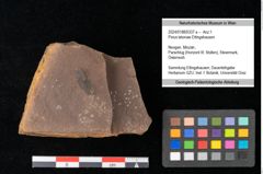 Foto (Objekt + Etikett) von Pinus latoniae Ettingshausen (NHMW-GEO-2024-0188-0337a)